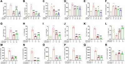 Valsartan attenuates LPS-induced ALI by modulating NF-κB and MAPK pathways